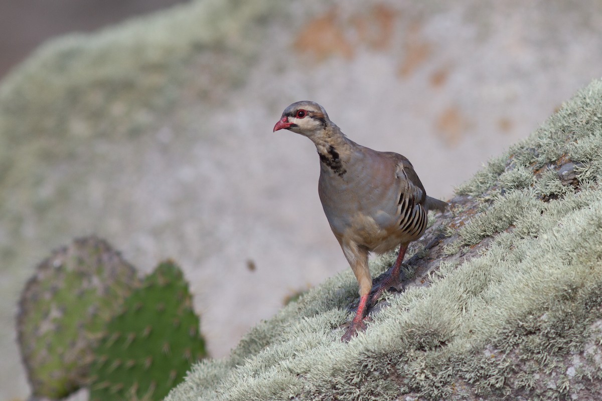 Chukar - Justyn Stahl