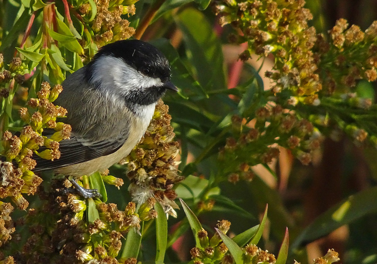 Black-capped Chickadee - ML323539411