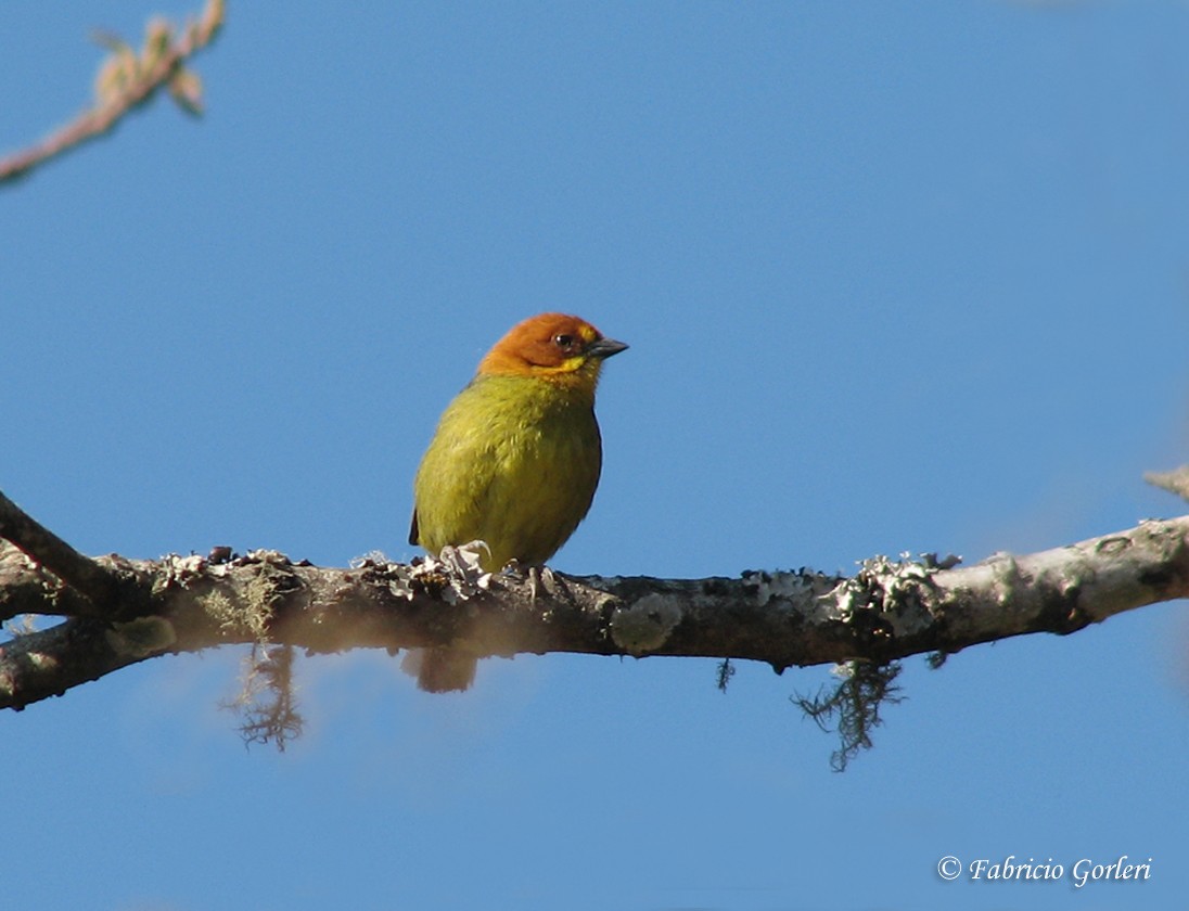 Fulvous-headed Brushfinch - ML32354011