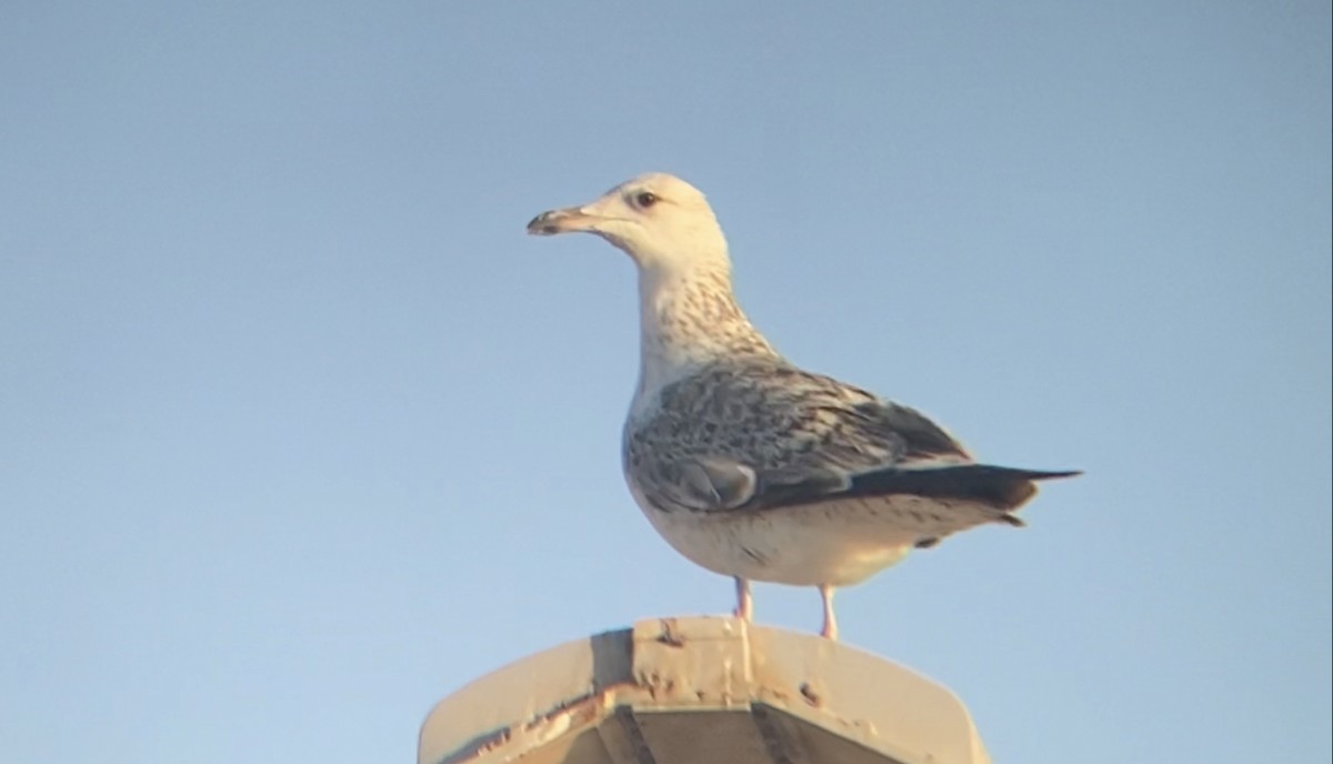 Lesser Black-backed Gull (Heuglin's) - ML323540841