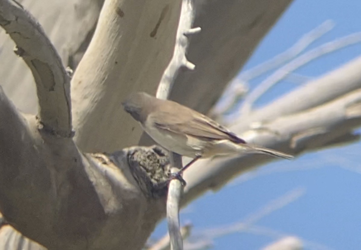 Lesser Whitethroat - ML323540971