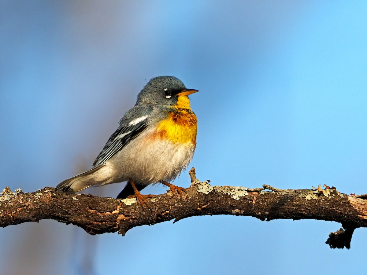 Northern Parula - ML323542001