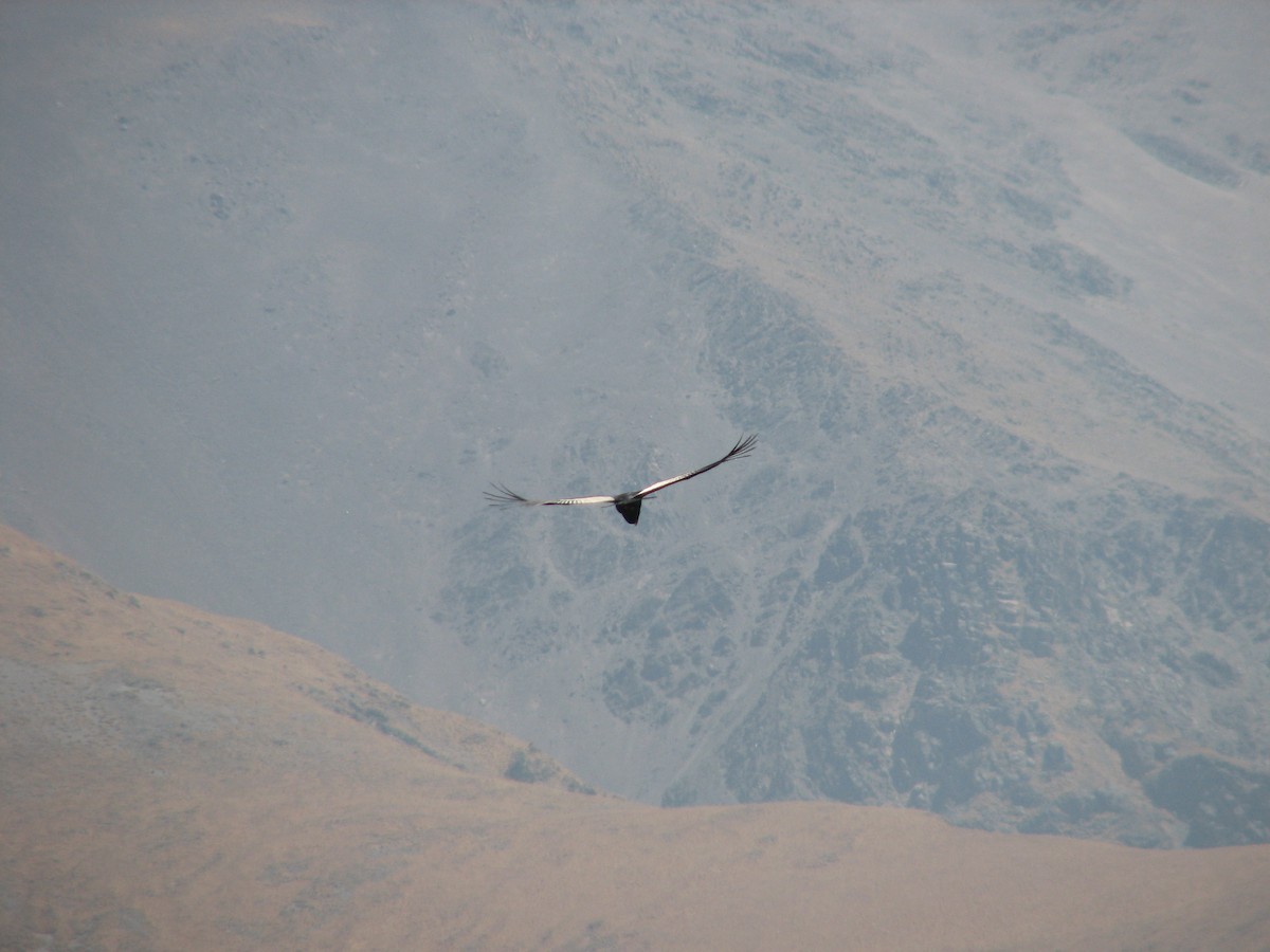 Condor des Andes - ML32354211