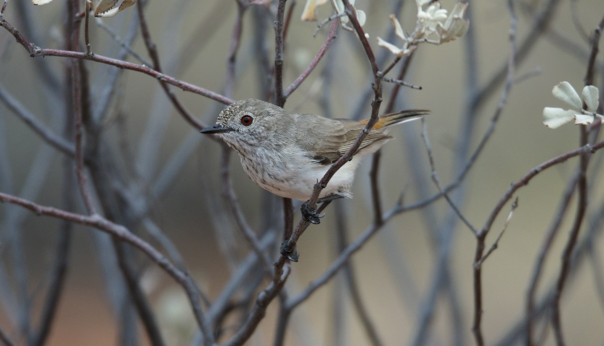 Inland Thornbill - Nik Mulconray