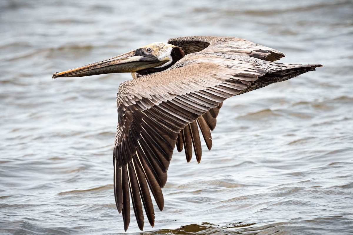 Brown Pelican - Frank Farese