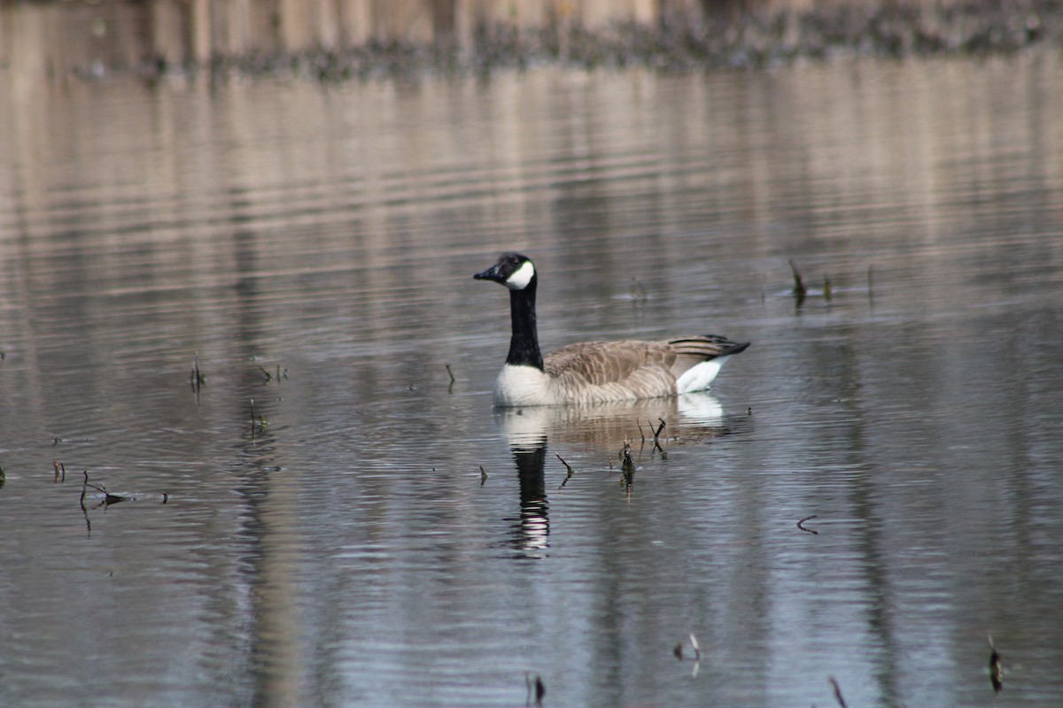 Canada Goose - ML323544591