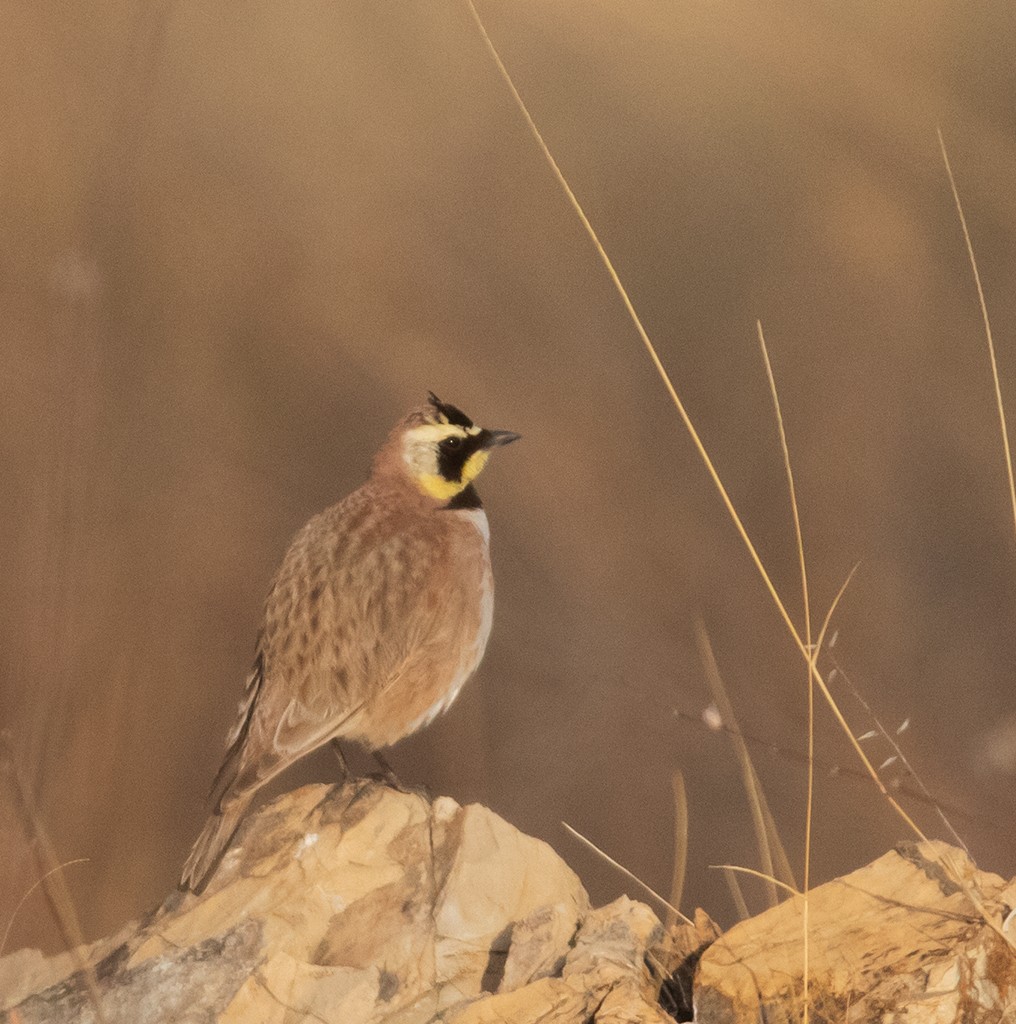 Horned Lark (Mexican) - ML323544961