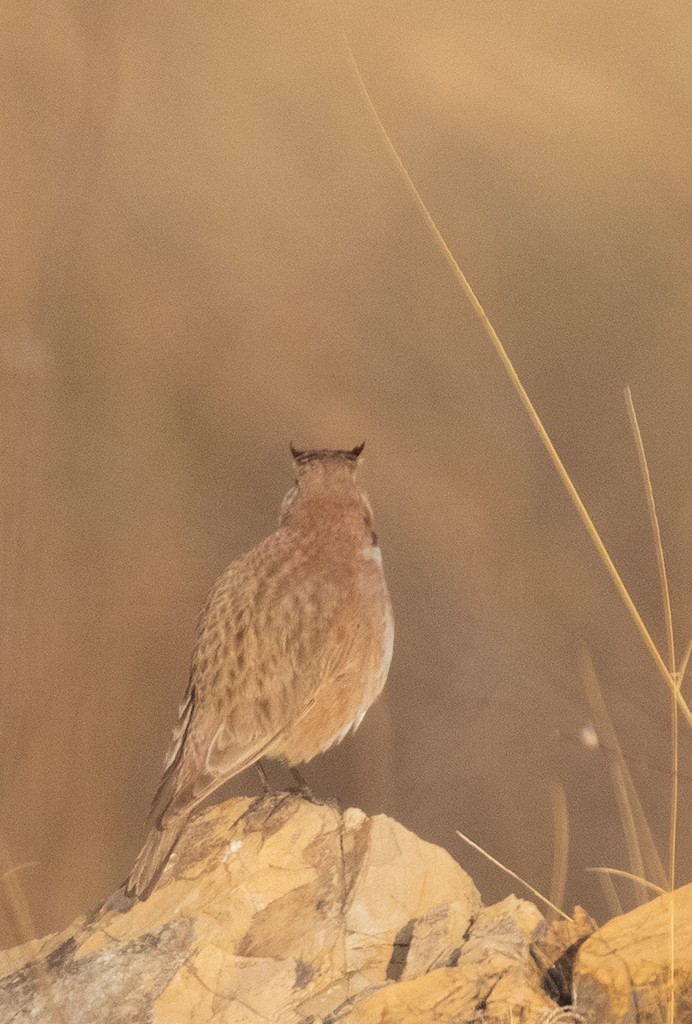 Horned Lark (Mexican) - ML323544971