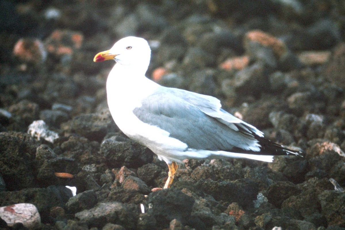 Yellow-legged Gull - ML323545321