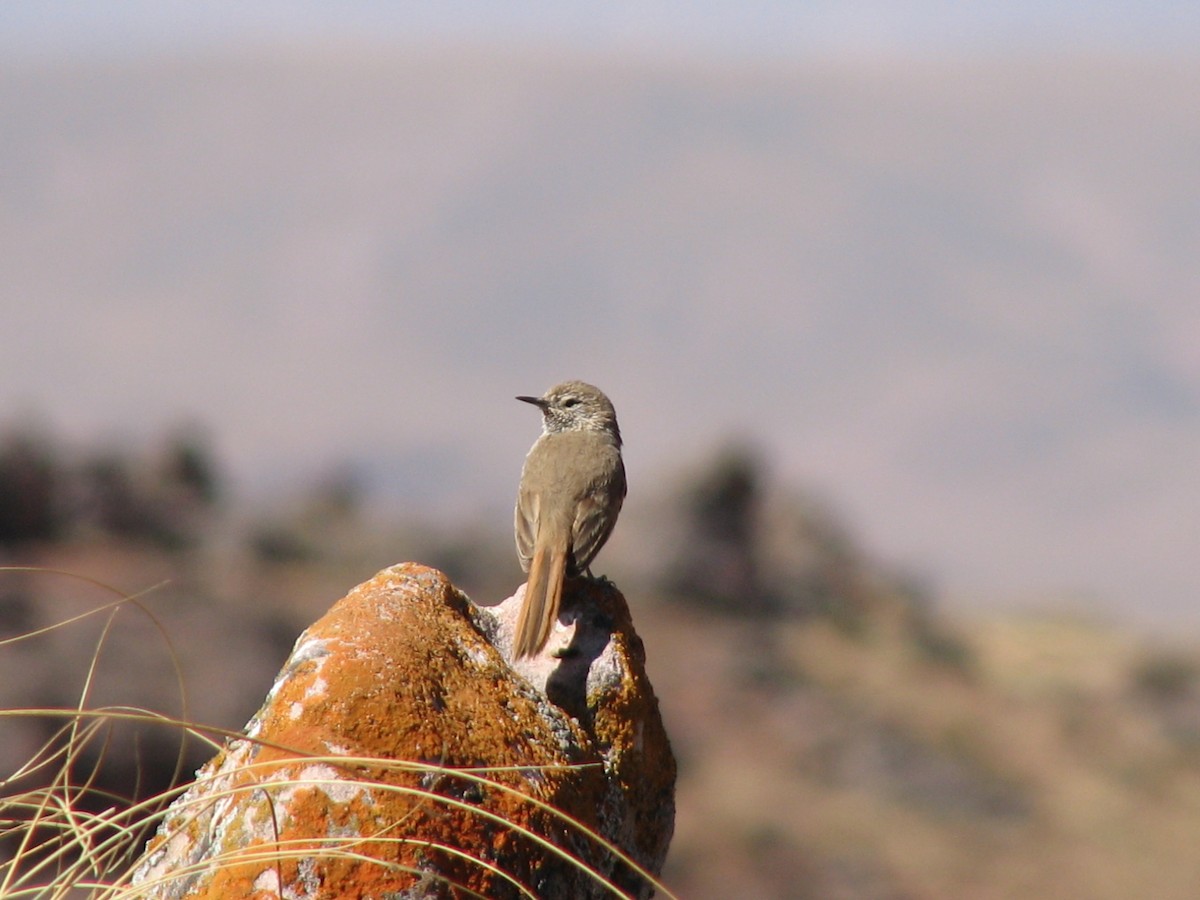 Cordilleran Canastero - ML32354581