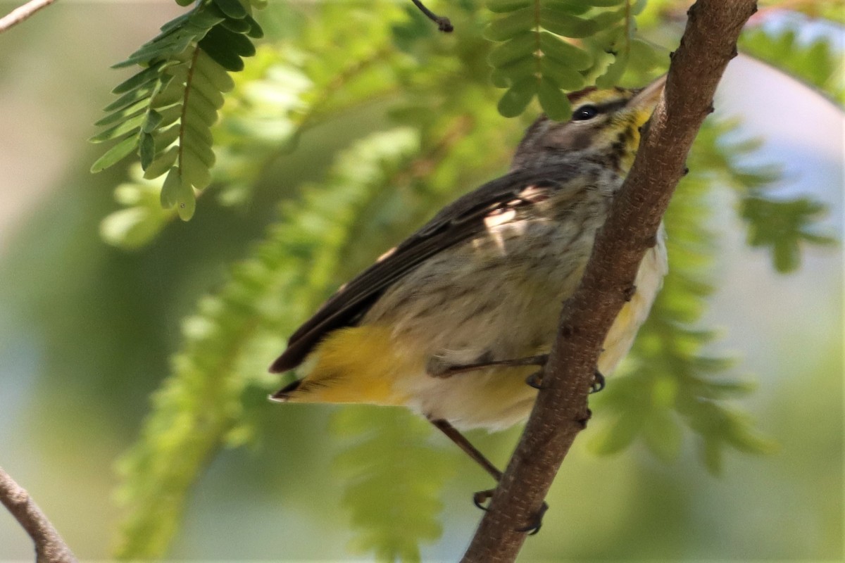 Palm Warbler - James Boughton