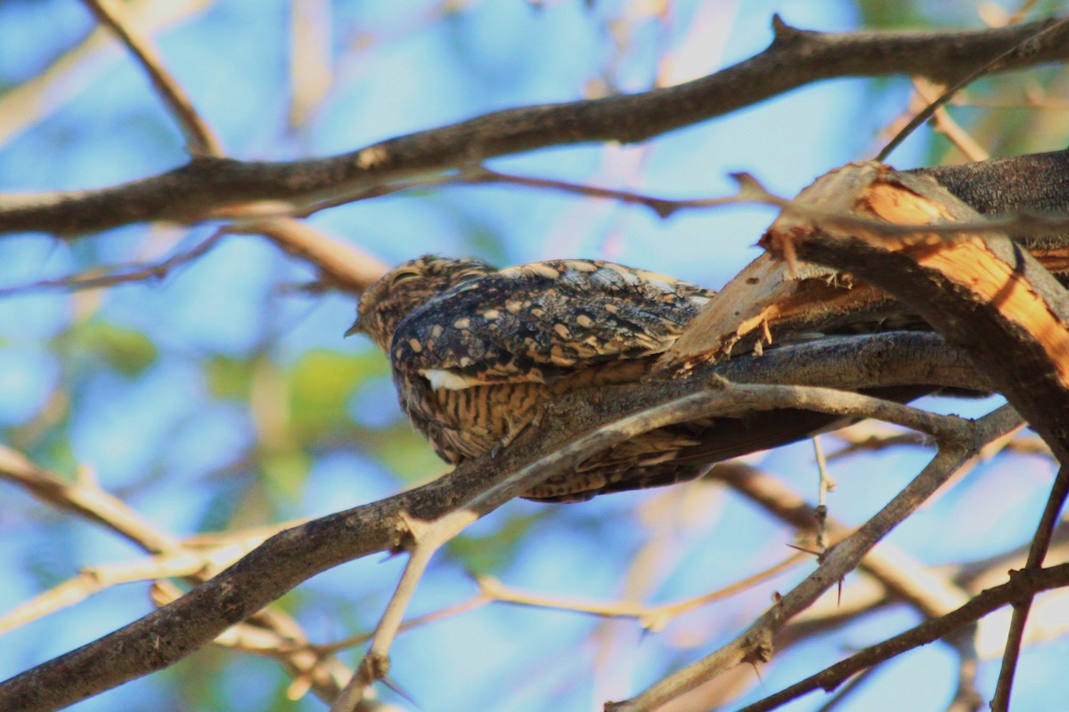 Lesser Nighthawk - ML323547331