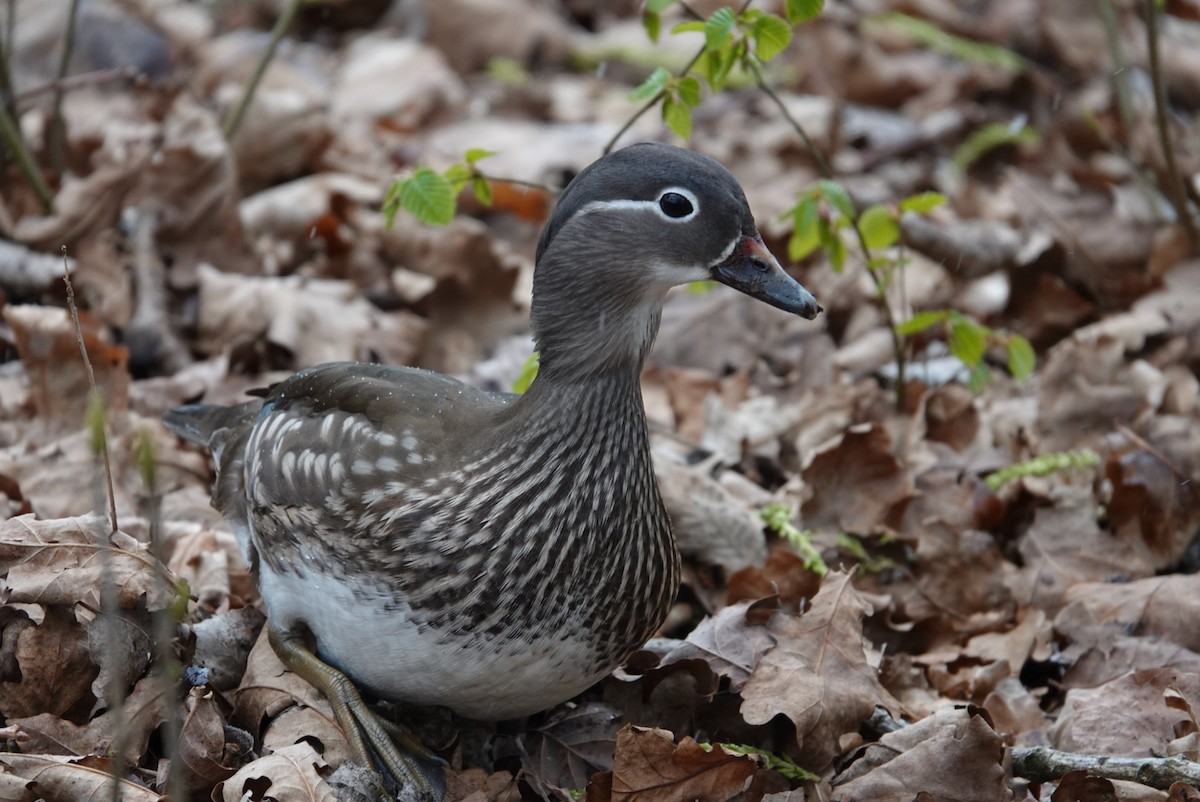 Mandarin Duck - Dawn Martin