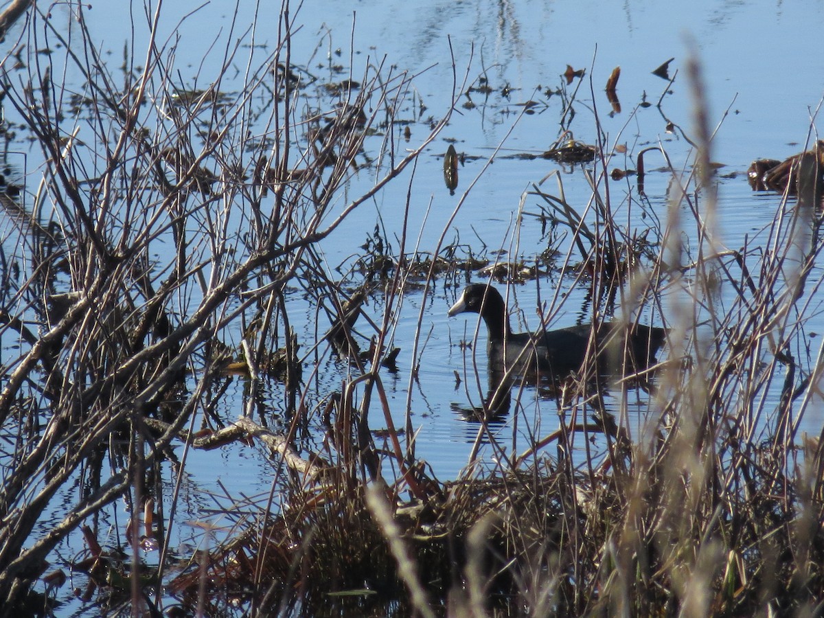 American Coot - ML323549251