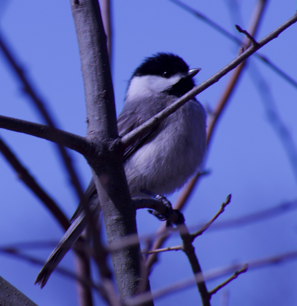 Carolina Chickadee - ML323549431