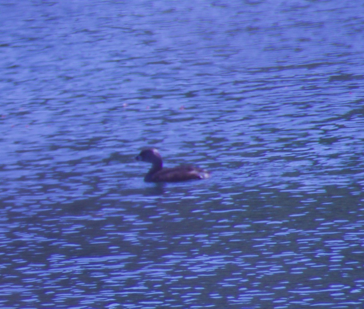 Pied-billed Grebe - ML323549461