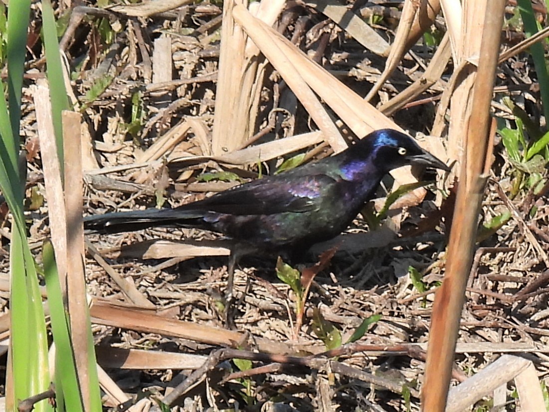Common Grackle - ML323549961