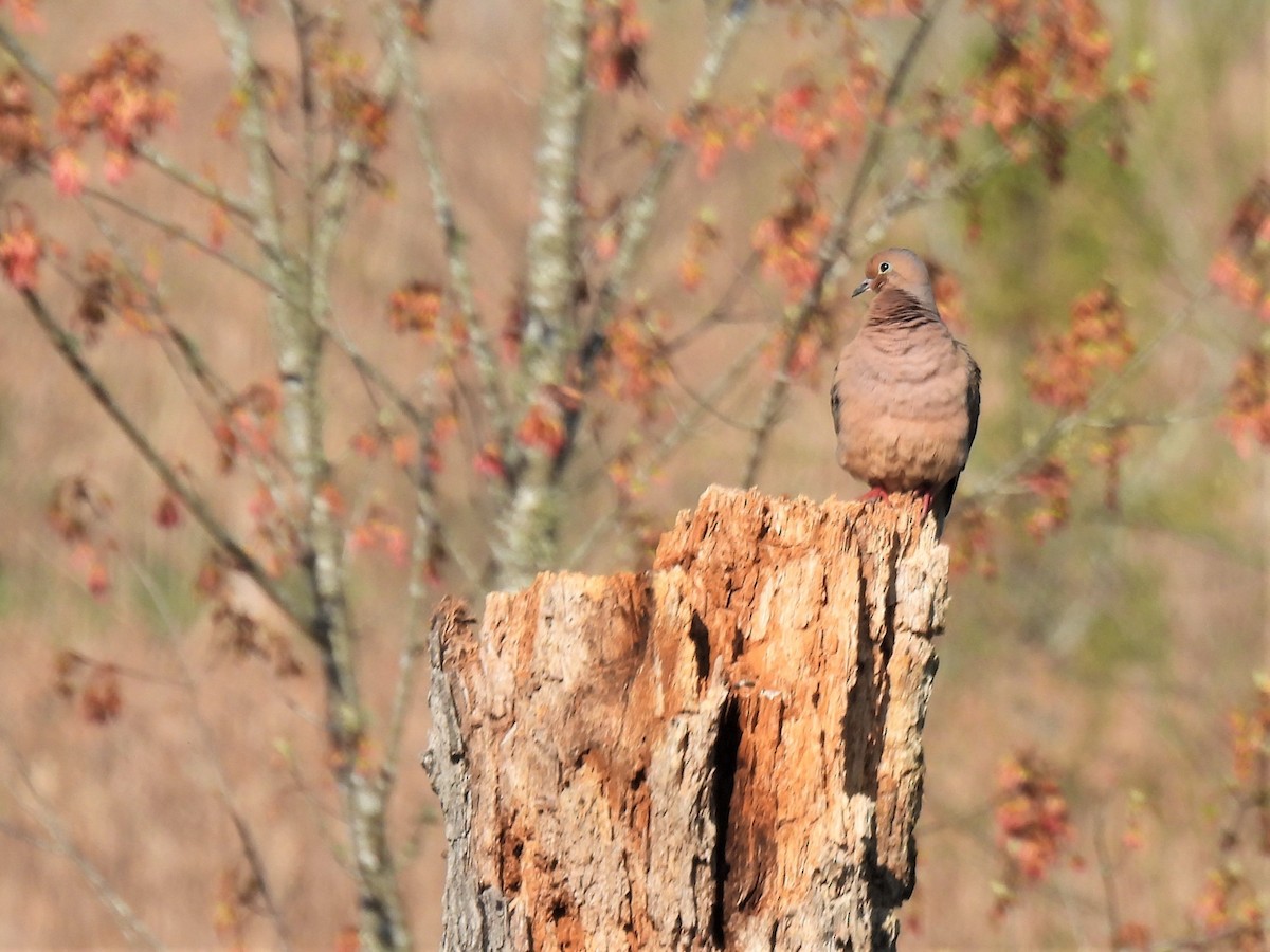 Mourning Dove - ML323550011