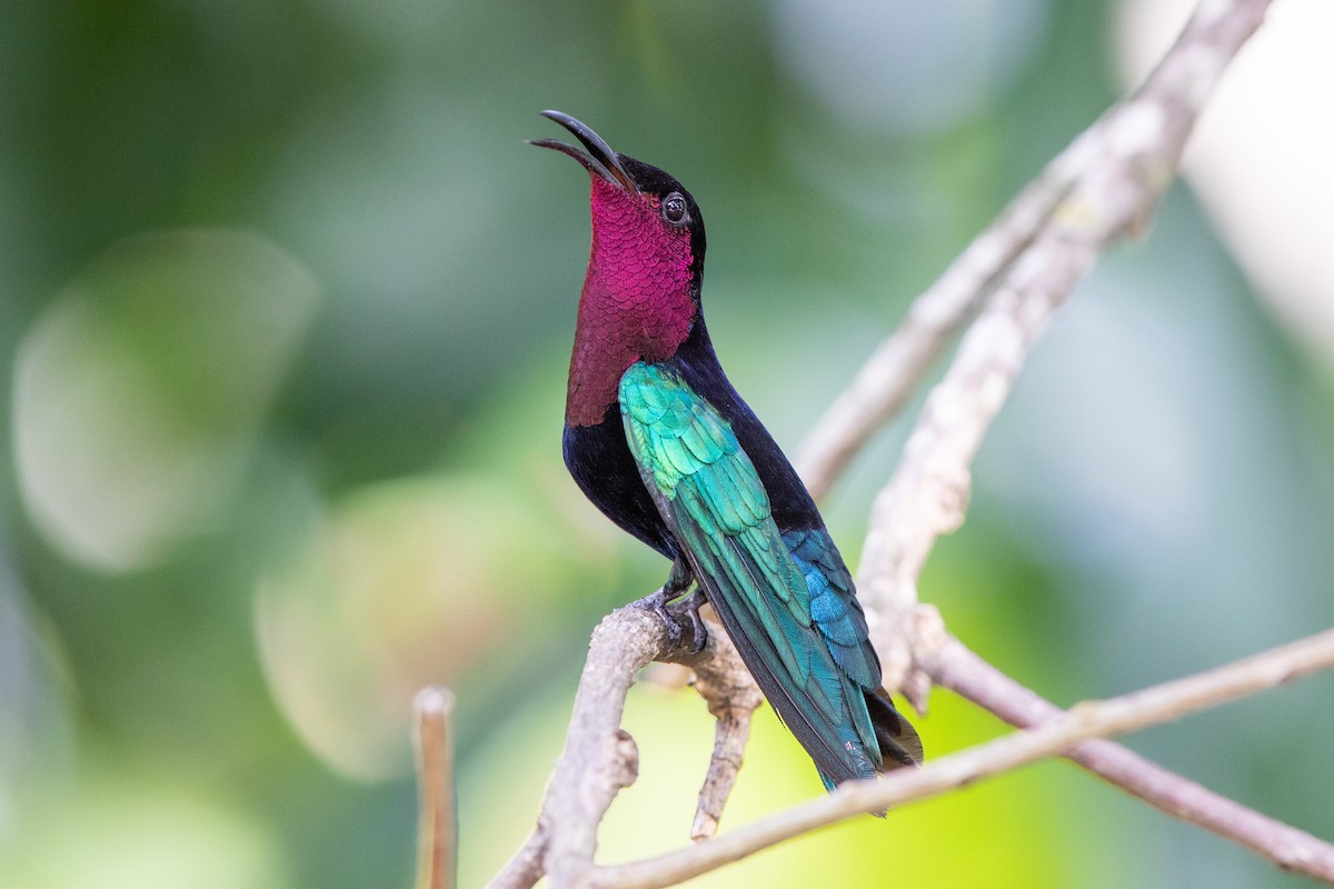 Purple-throated Carib - ML323550711