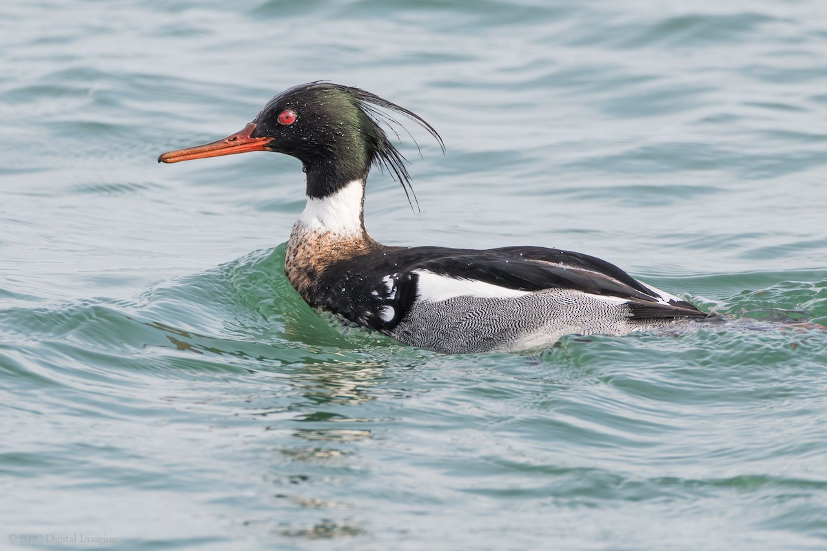 Red-breasted Merganser - ML323551771