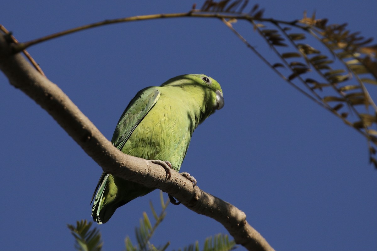 Mexican Parrotlet - ML323552001