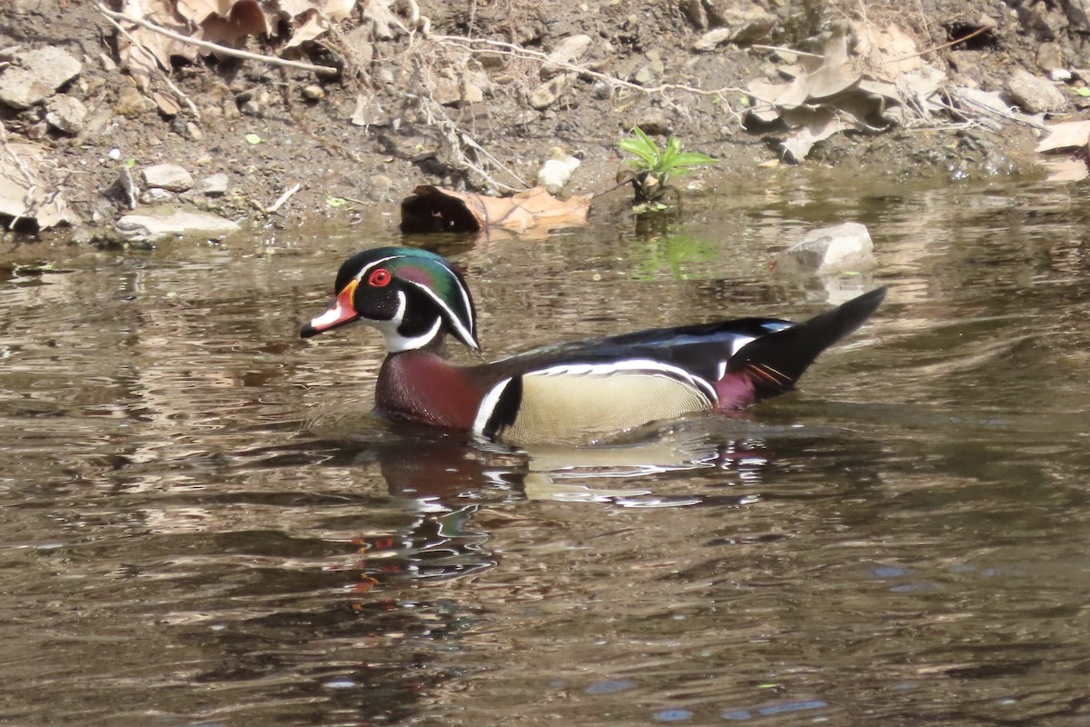 Wood Duck - Micky Louis