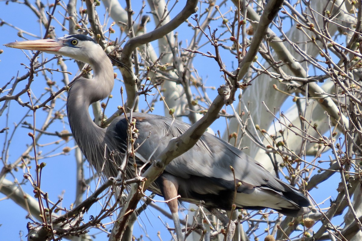 Great Blue Heron (Great Blue) - Micky Louis