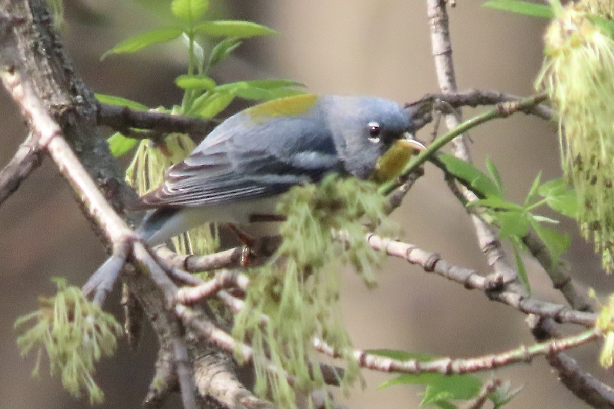 Northern Parula - Micky Louis