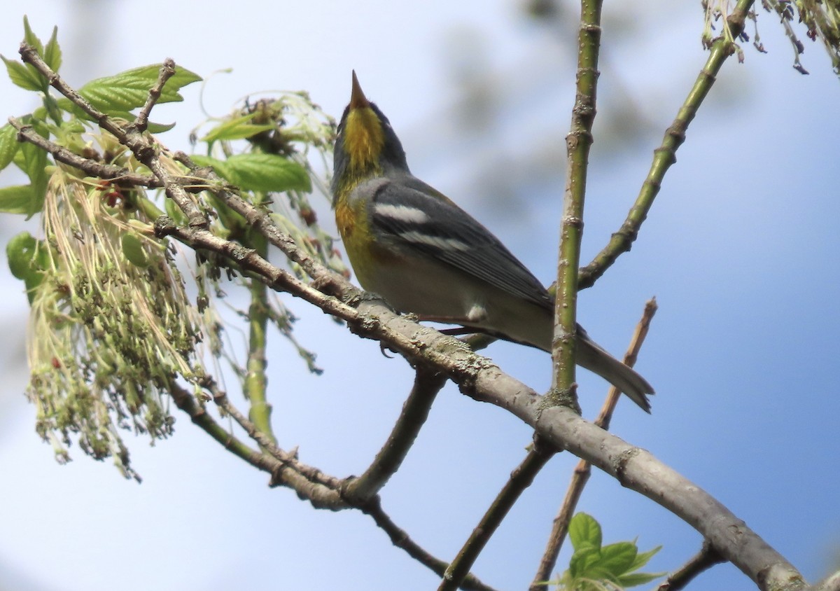 Northern Parula - Micky Louis