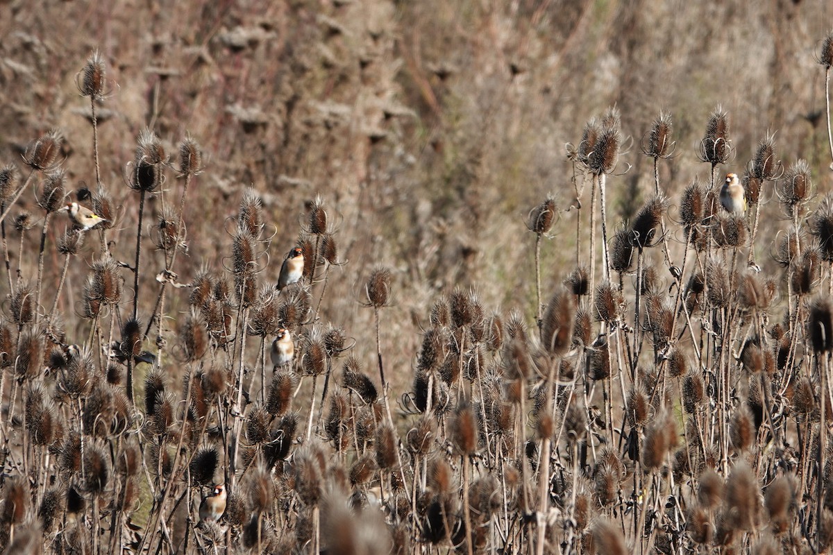 European Goldfinch - ML323556471