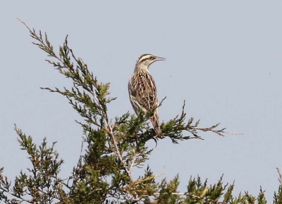 Eastern Meadowlark - Daniel Lebbin