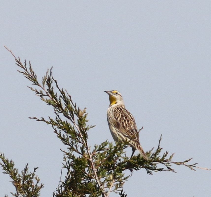 Eastern Meadowlark - ML323558111