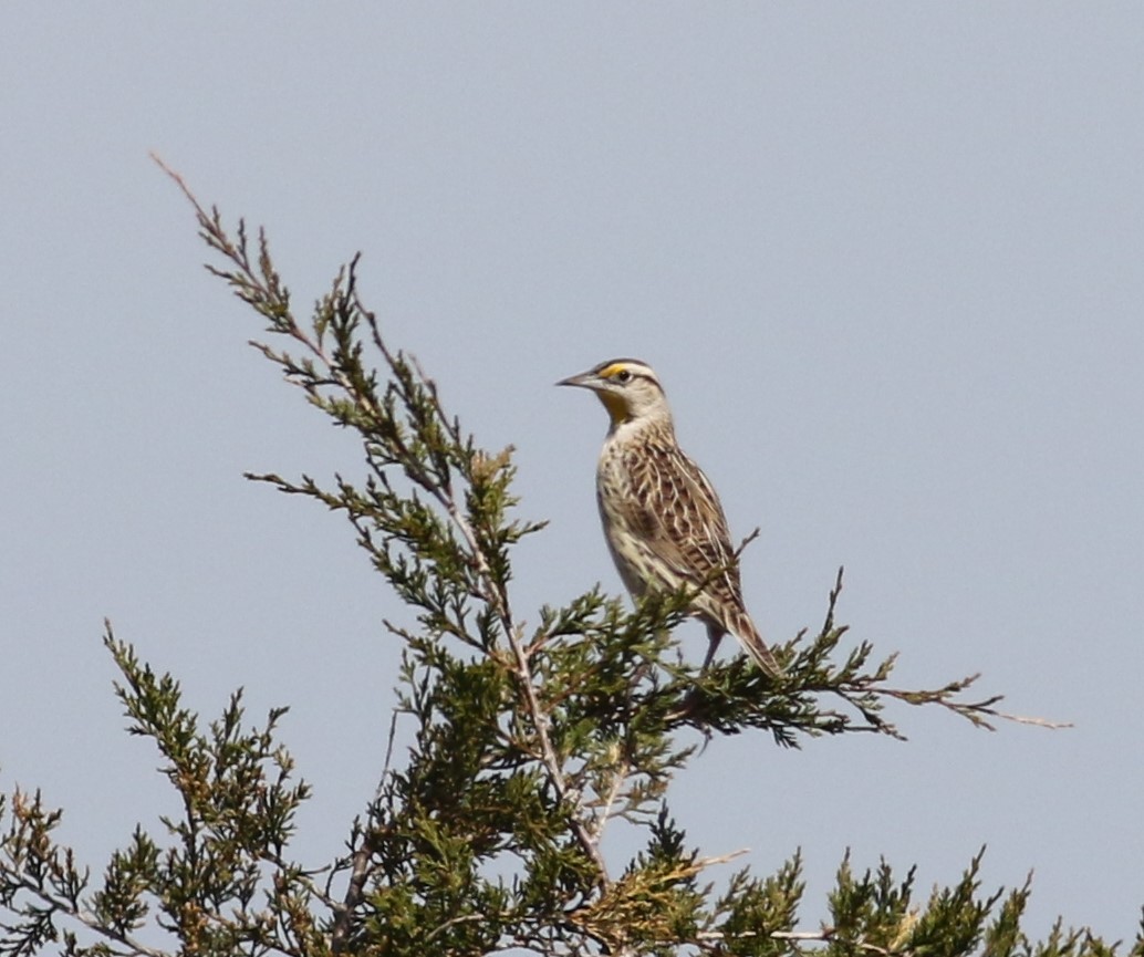 Eastern Meadowlark - ML323558181