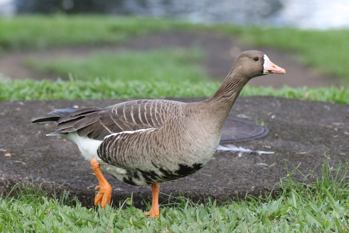 Greater White-fronted Goose - ML323559811