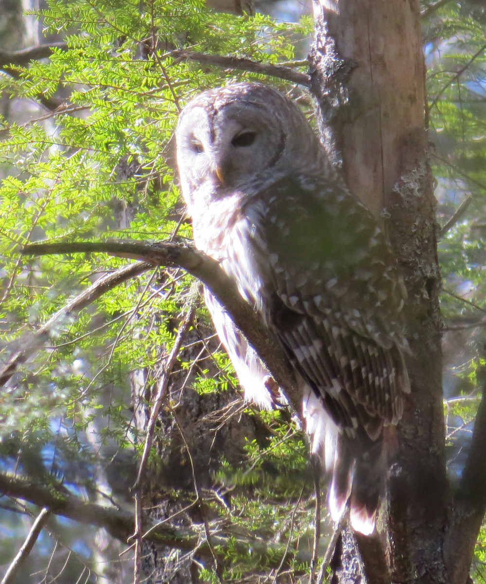 Barred Owl - ML323559821