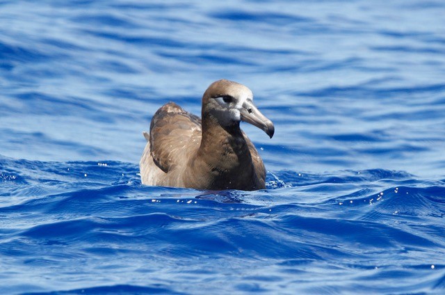 Black-footed Albatross - ML323561271