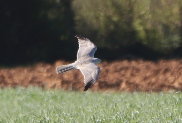 Pallid Harrier - ML323564311