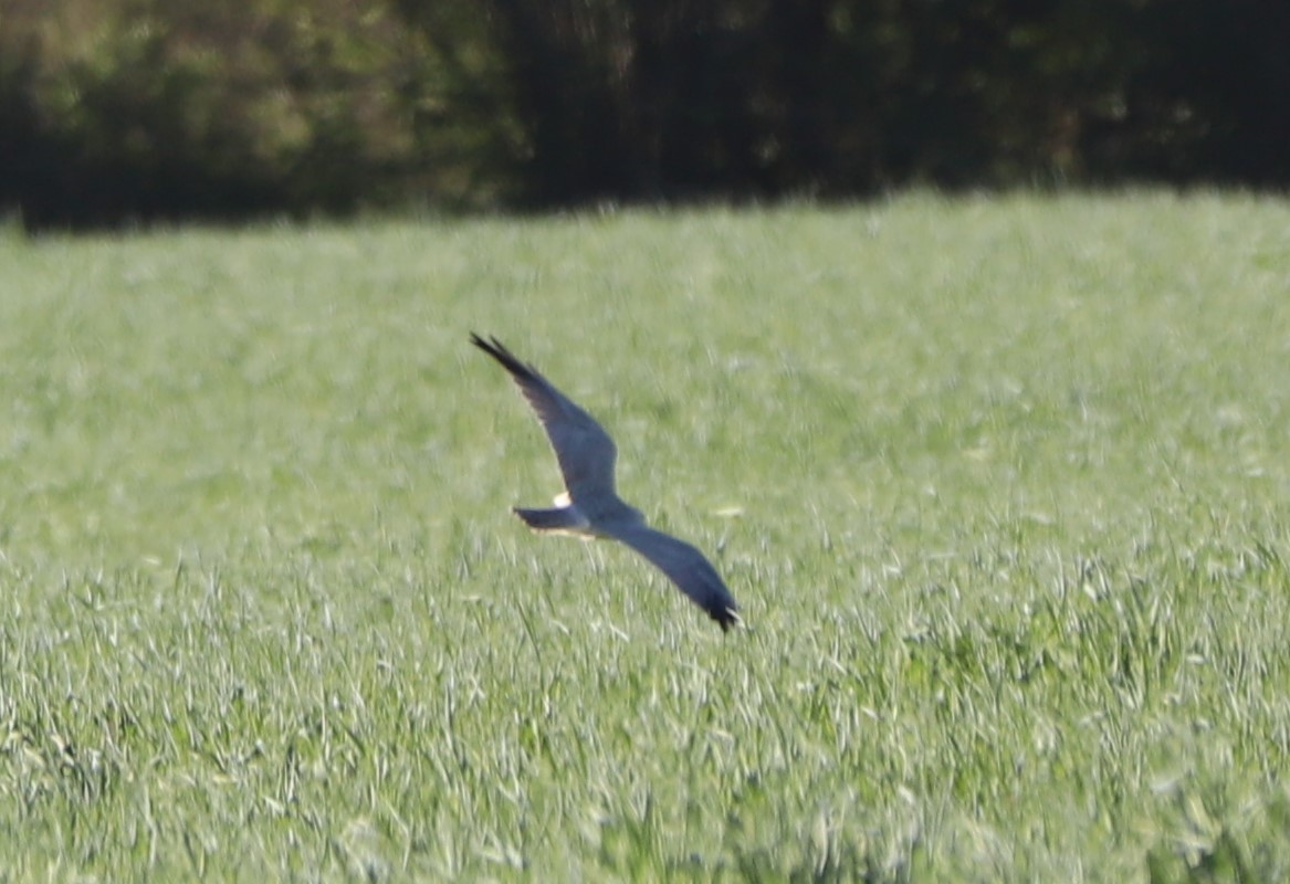 Pallid Harrier - ML323564321