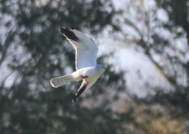Pallid Harrier - ML323564331