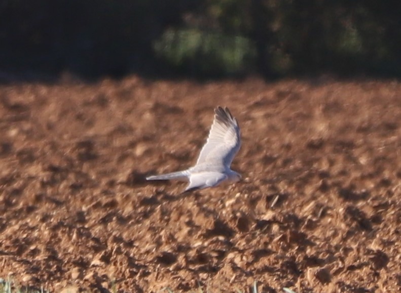 Pallid Harrier - ML323564341