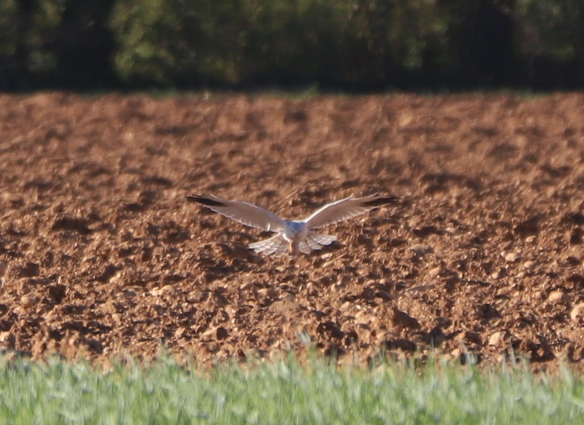 Pallid Harrier - ML323564351