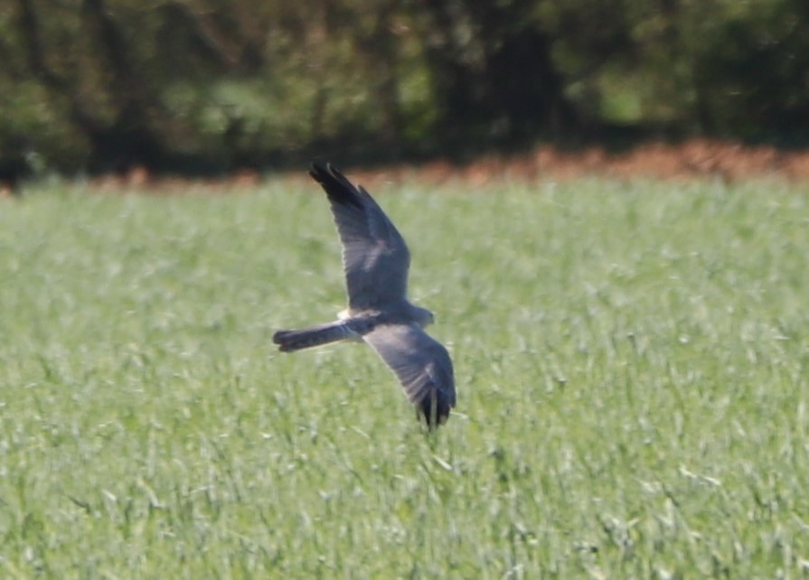Pallid Harrier - ML323564361