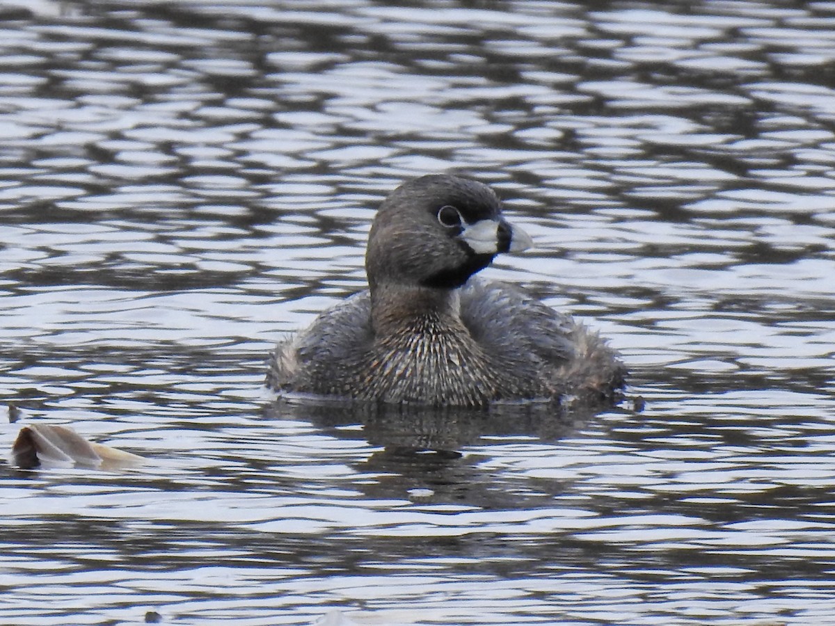 Pied-billed Grebe - ML323565851