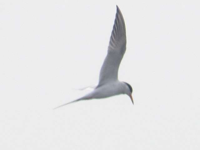 Forster's Tern - ML323566511