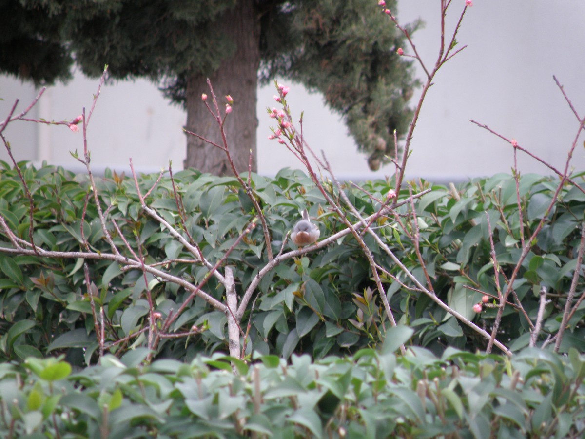 Eastern Subalpine Warbler - ML323566851