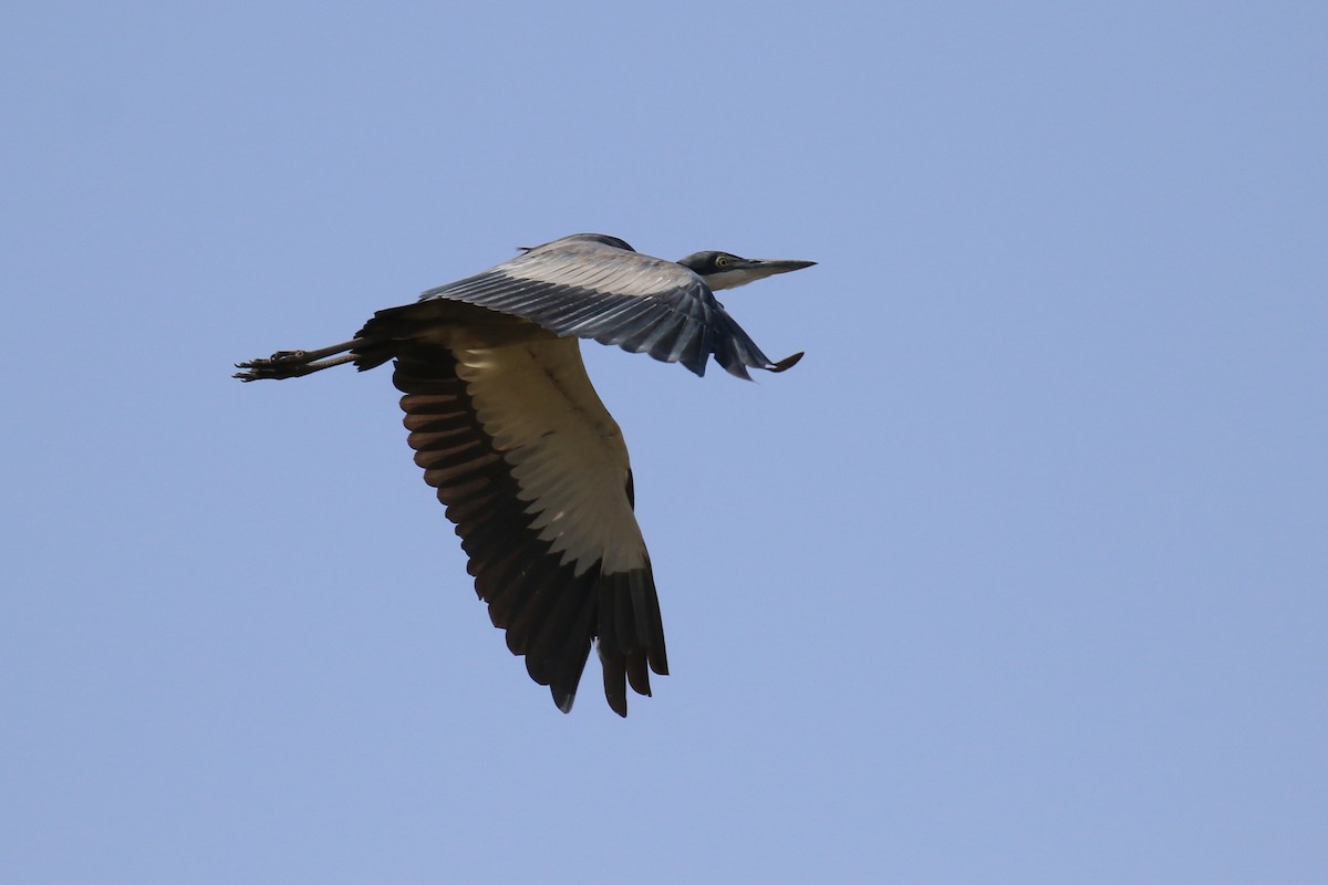 Black-headed Heron - ML323568141