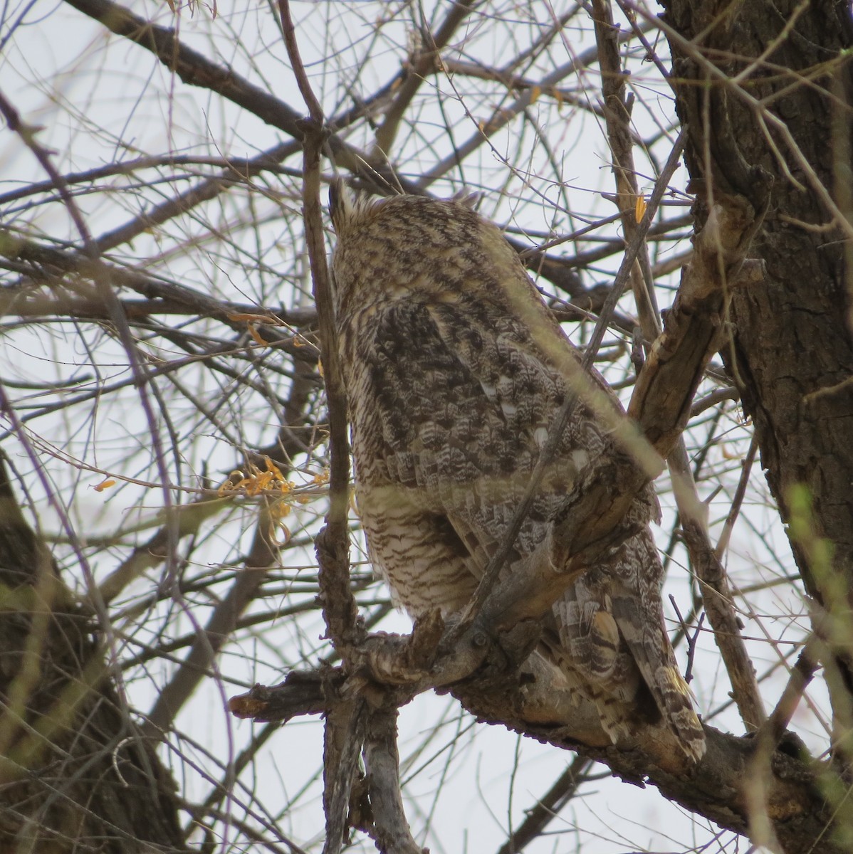 Great Horned Owl - ML323572211