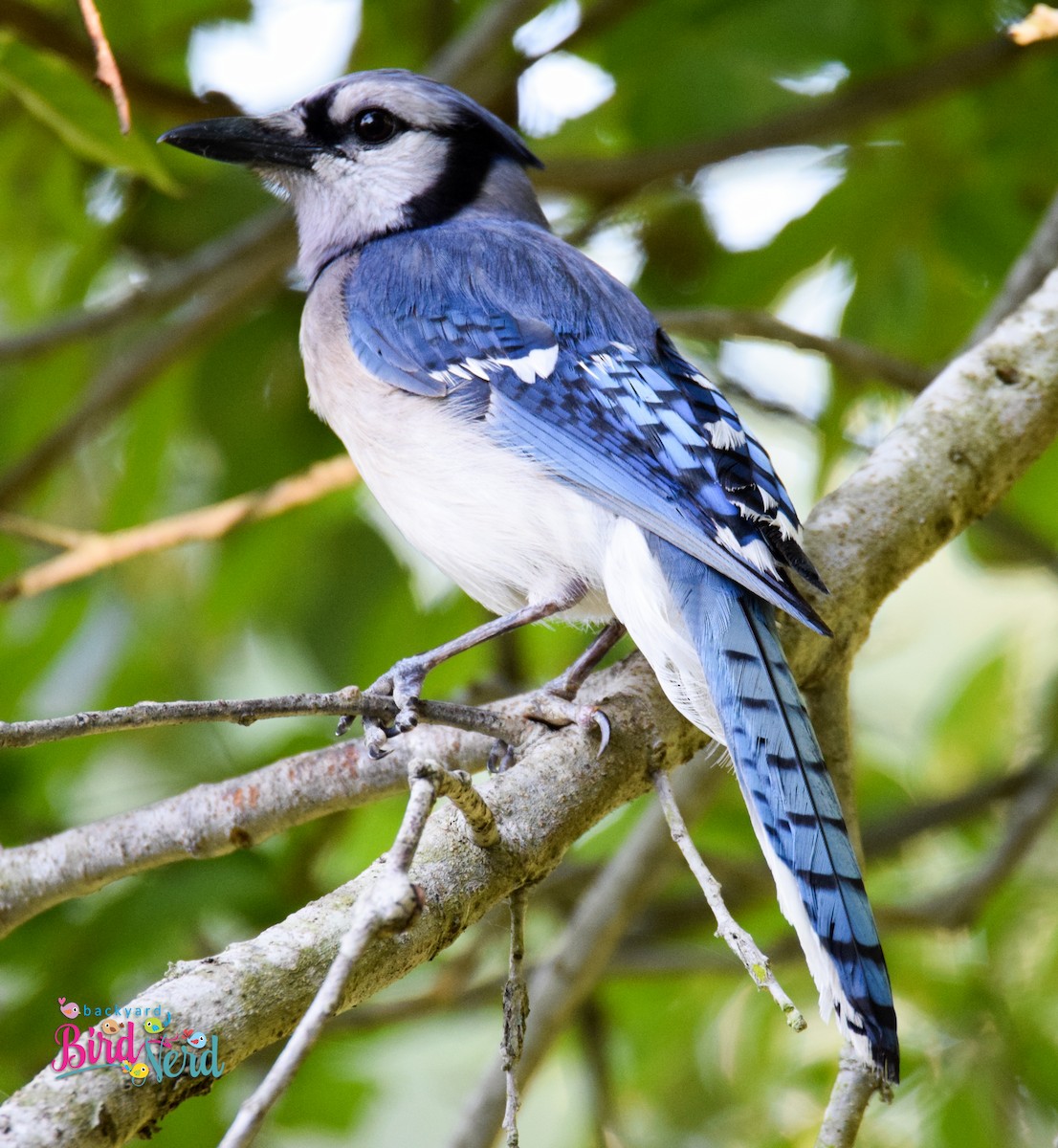 Blue Jay - ML32357351