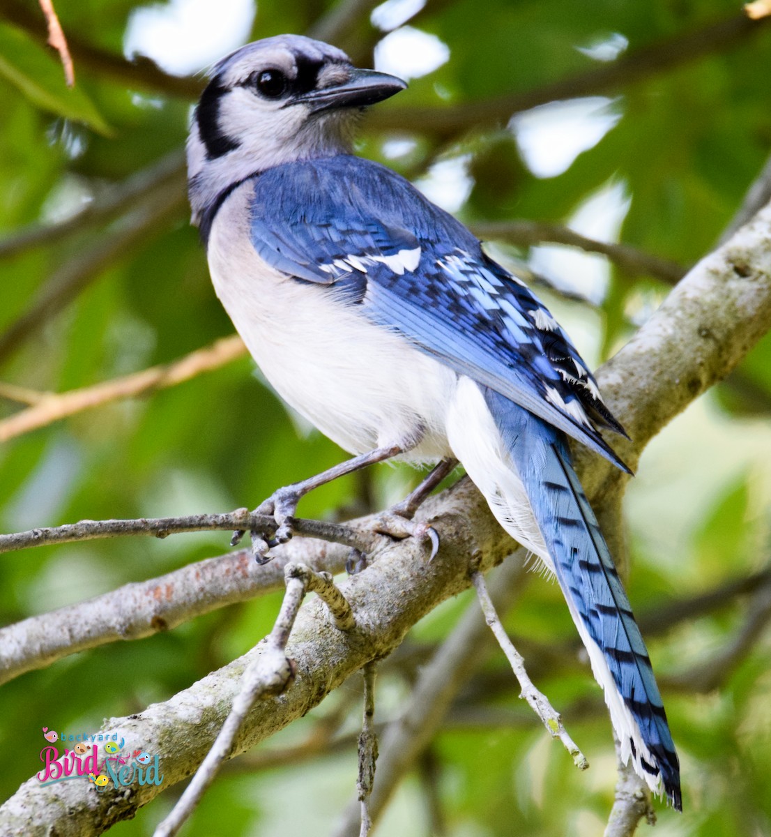 Blue Jay - ML32357361