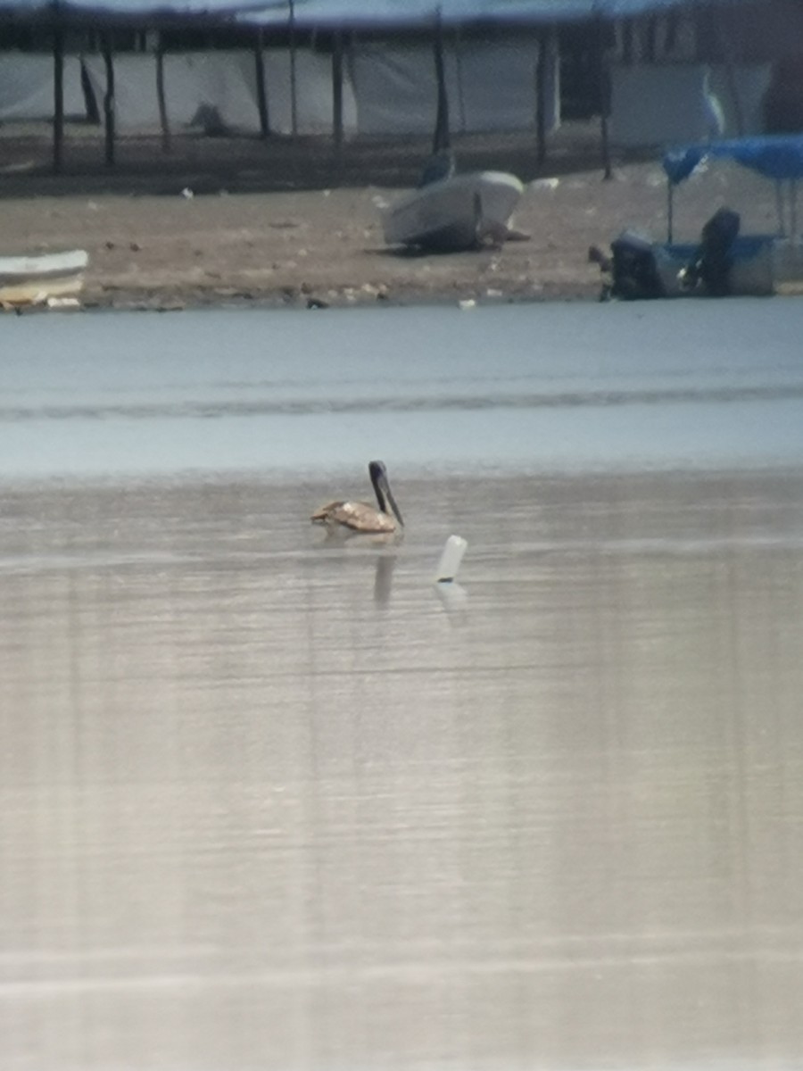 Brown Pelican - ML323573641